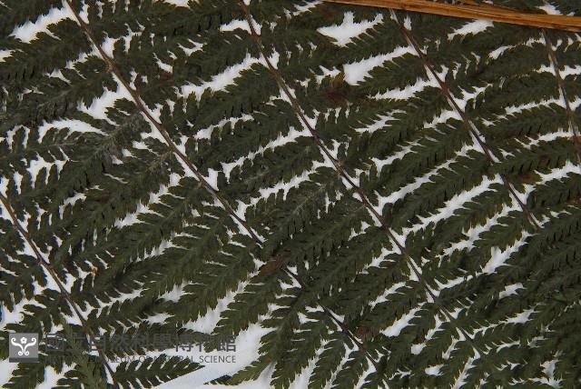 假冷麻藏品圖，第4張