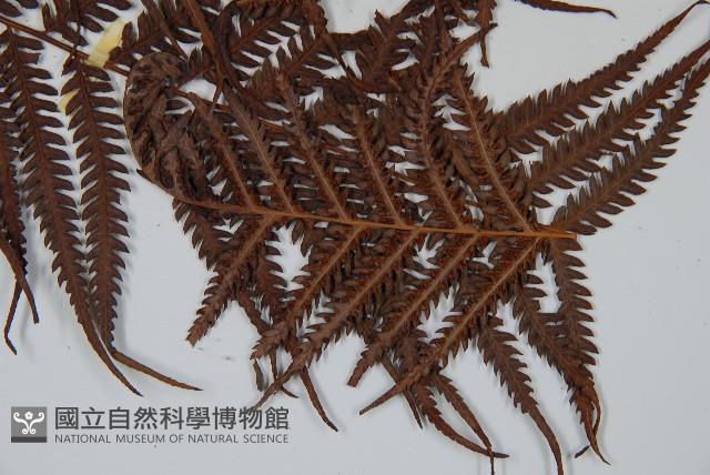 金狗毛蕨藏品圖，第3張