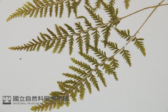 細毛碗蕨藏品圖，第4張