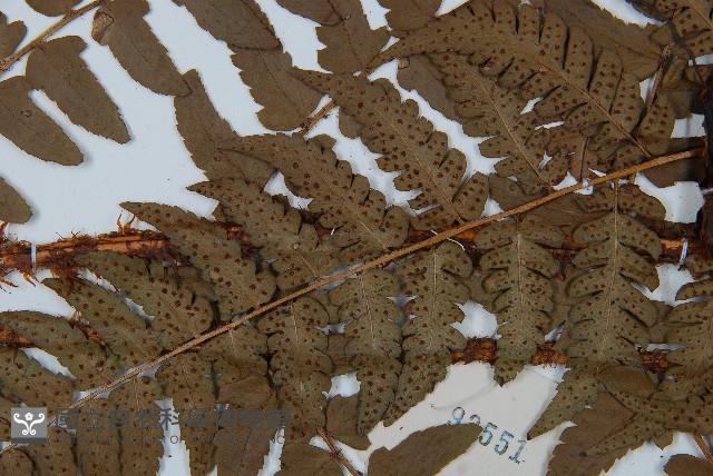 闊鱗鱗毛蕨藏品圖，第4張