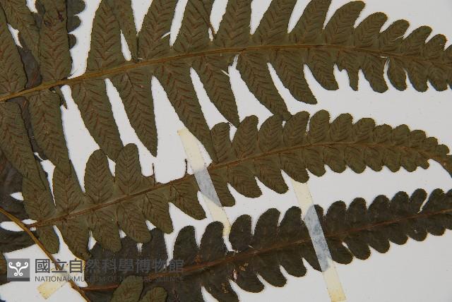 毛柄短腸蕨藏品圖，第4張