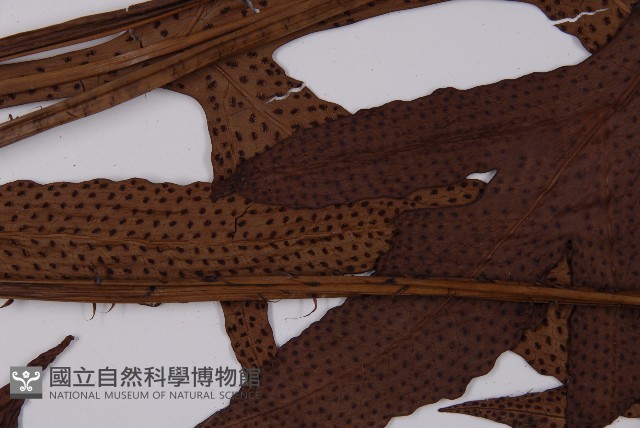 翅柄三叉蕨藏品圖，第4張