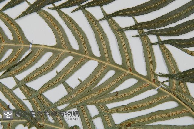 生芽狗脊蕨、頂芽狗脊蕨藏品圖，第4張