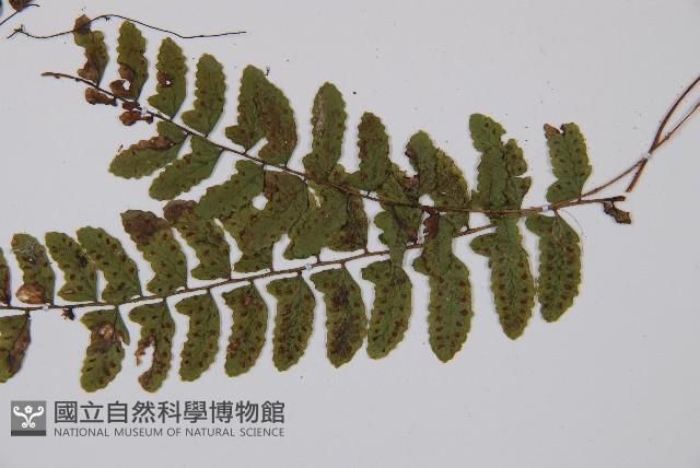 紅苞蹄蓋蕨藏品圖，第4張