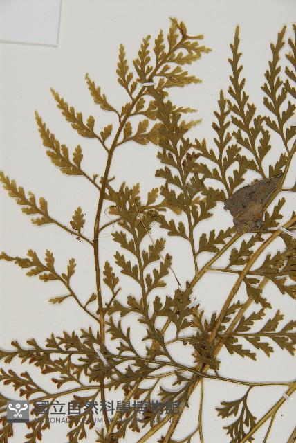 骨碎補鐵角蕨藏品圖，第4張