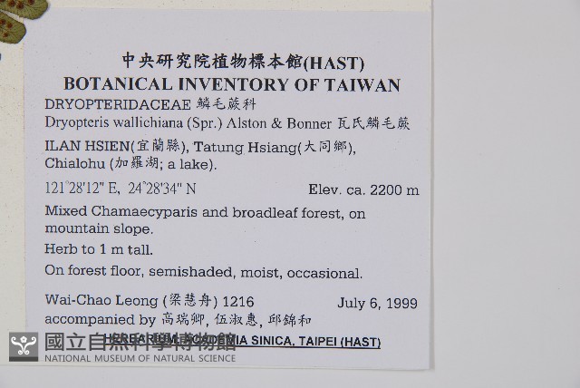 瓦氏鱗毛蕨藏品圖，第4張