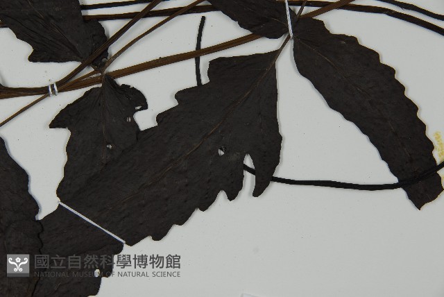 三叉蕨藏品圖，第4張
