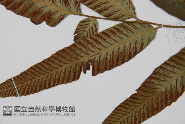 細柄雙蓋蕨藏品圖，第4張