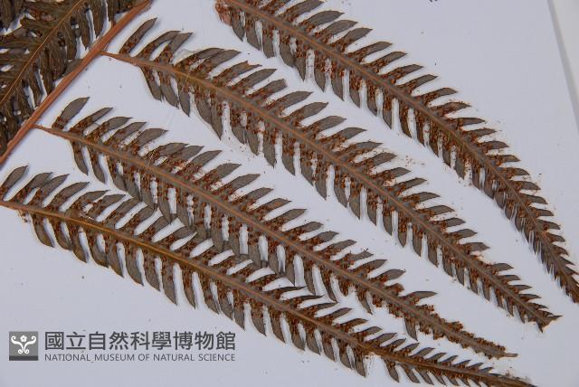 臺灣金狗毛蕨藏品圖，第3張