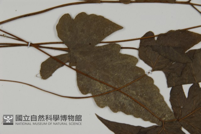 三叉蕨藏品圖，第4張