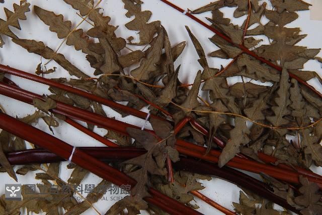 栗蕨藏品圖，第4張