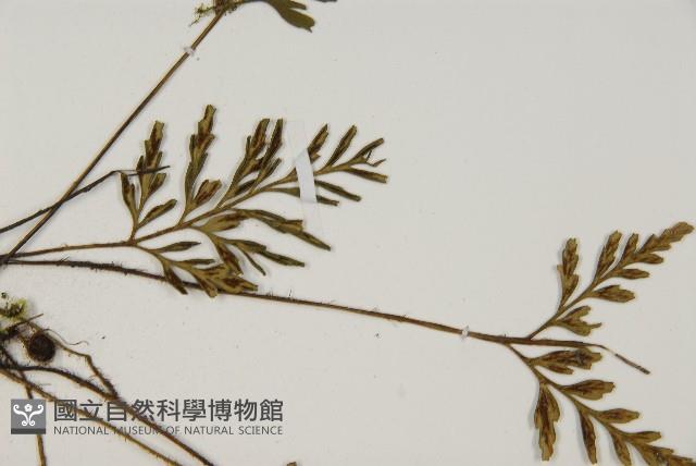 大蓬萊鐵角蕨藏品圖，第4張