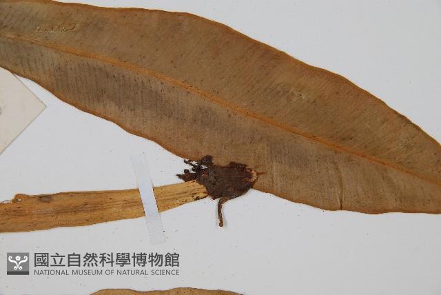 狹基巢蕨藏品圖，第4張