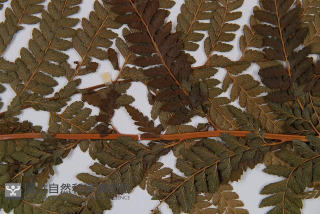 粗毛鱗蓋蕨藏品圖，第4張