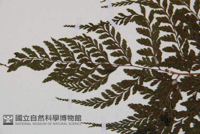 三回蹄蓋蕨藏品圖，第4張