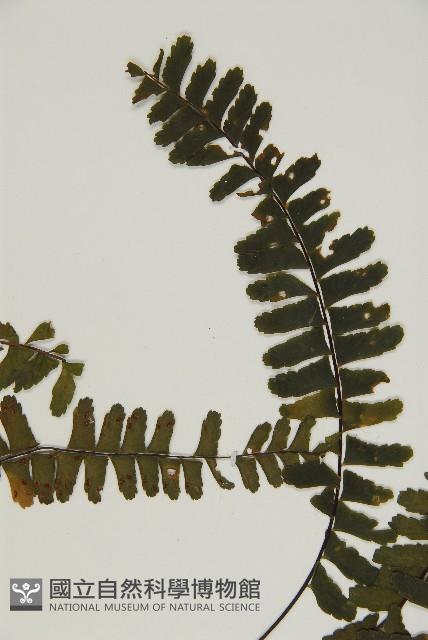 生芽鐵角蕨藏品圖，第4張