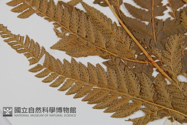 中華複葉耳蕨藏品圖，第4張