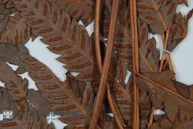 日本狗脊蕨藏品圖，第4張