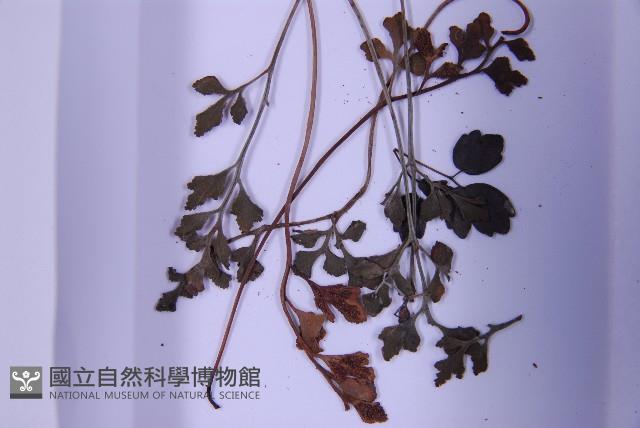 銀杏葉鐵角蕨藏品圖，第4張