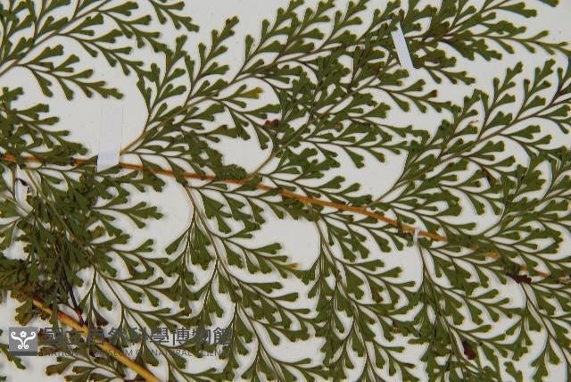 烏蕨藏品圖，第4張