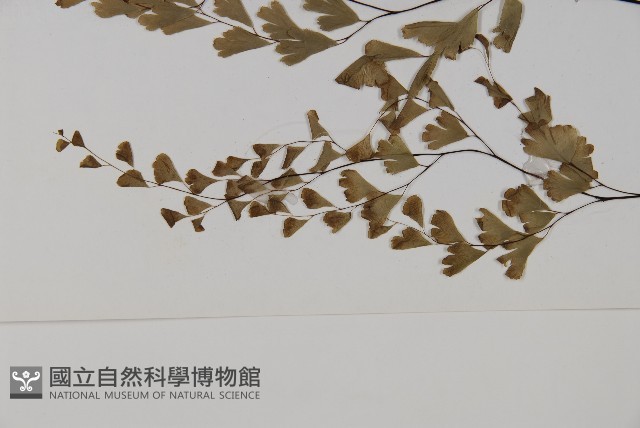 鐵線蕨藏品圖，第4張