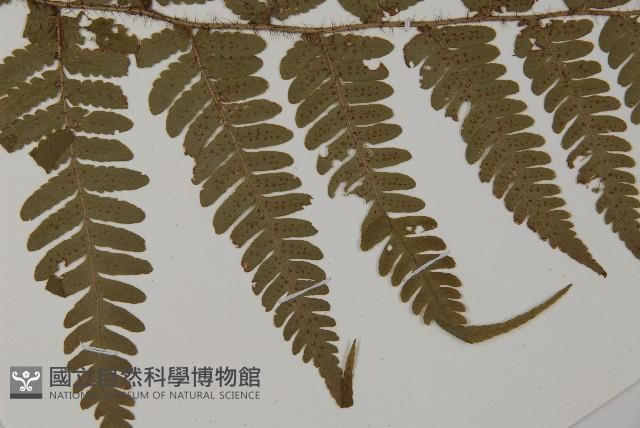 愛德氏肋毛蕨藏品圖，第4張