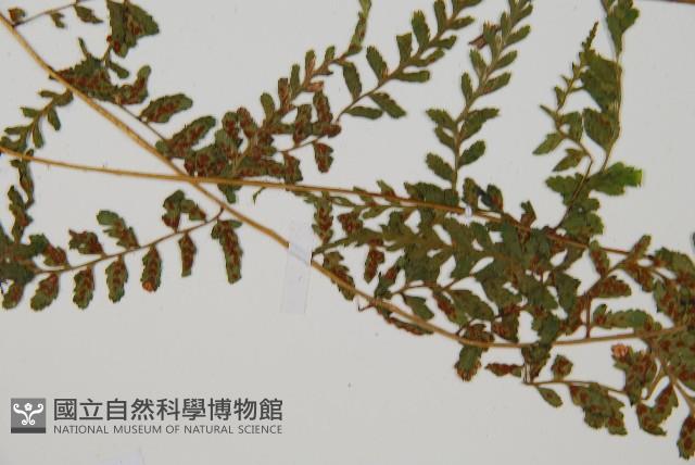 登錄號:P010717藏品圖，第4張