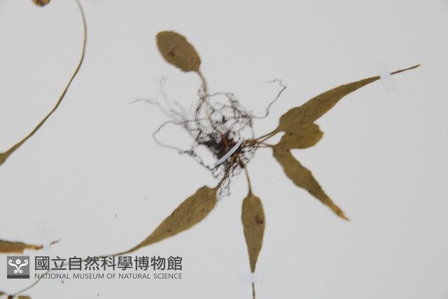 過山蕨藏品圖，第4張