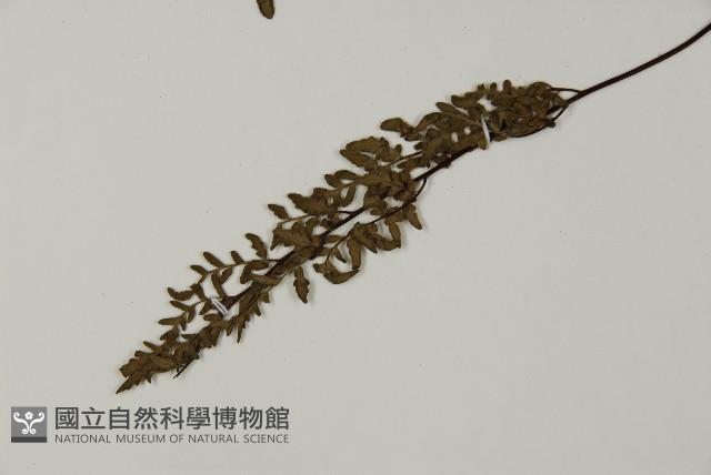 隱囊蕨藏品圖，第4張