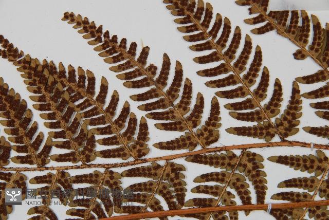 兩色鱗毛蕨藏品圖，第4張