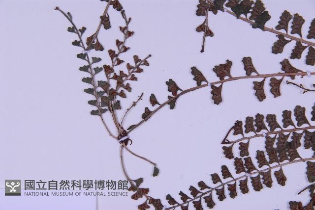 登錄號:P010017藏品圖，第7張