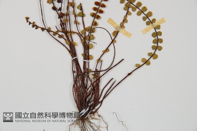 鐵角蕨藏品圖，第4張