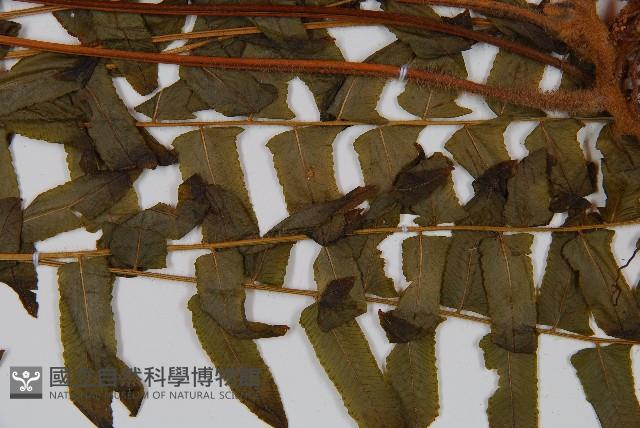 Accession Number:P008717 Collection Image, Figure 4, Total 5 Figures