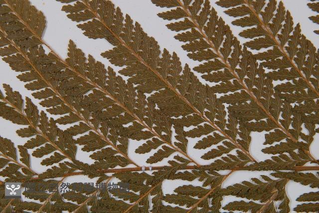 粗毛鱗蓋蕨藏品圖，第4張