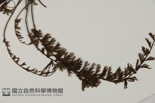 鞭葉鐵線蕨藏品圖，第4張