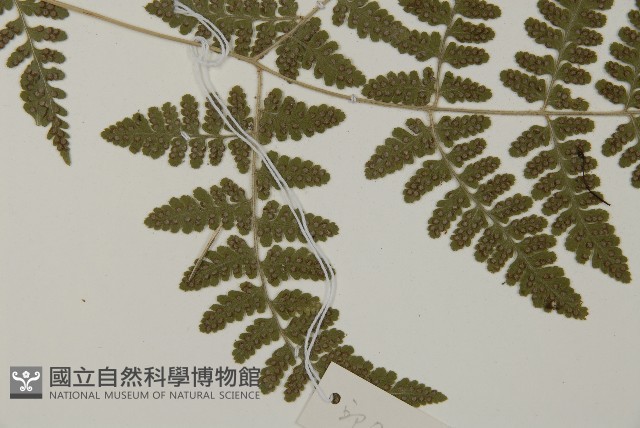 腫足蕨藏品圖，第4張