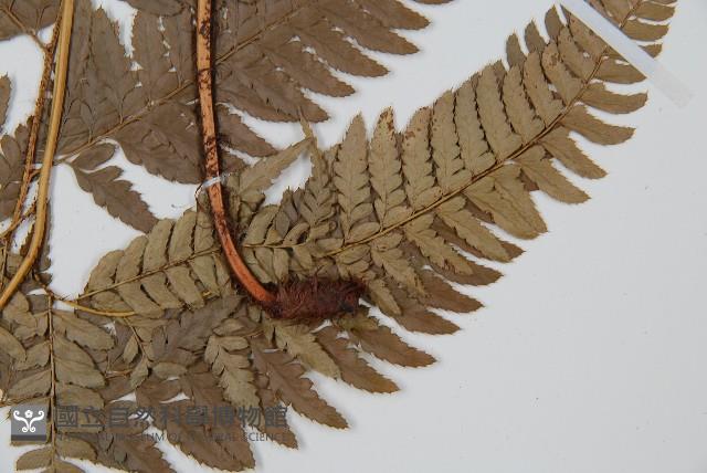 細葉複葉耳蕨藏品圖，第4張