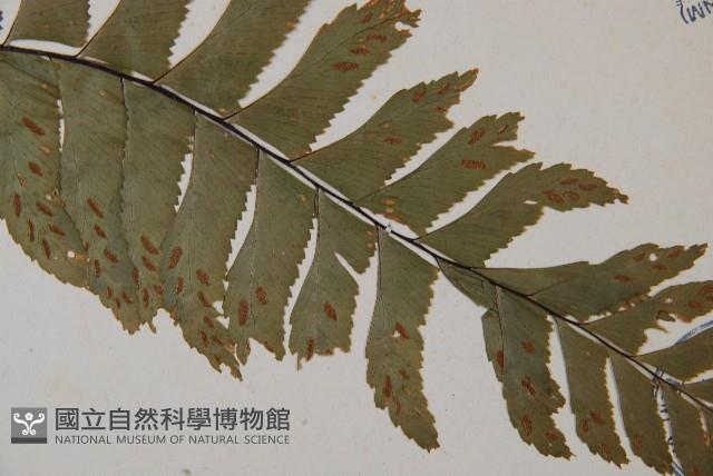 單邊鐵角蕨藏品圖，第4張
