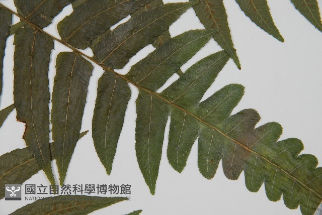 毛柄短腸蕨藏品圖，第4張