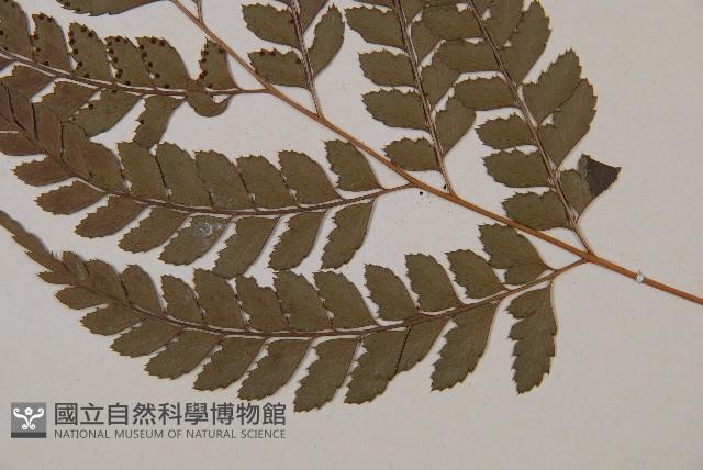 斜方複葉耳蕨藏品圖，第3張