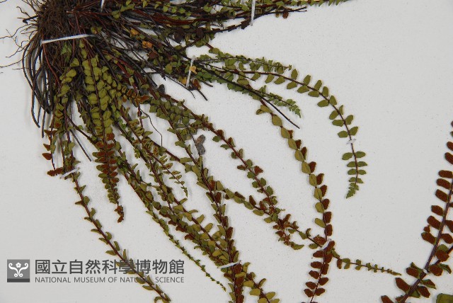 鐵角蕨藏品圖，第4張