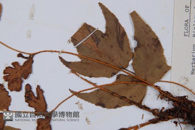 細齒貫眾蕨藏品圖，第4張