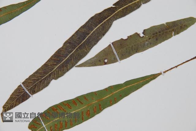 單葉雙蓋蕨藏品圖，第7張