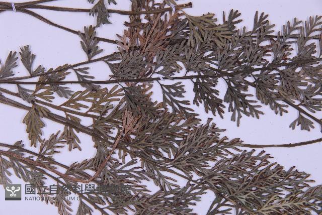 長生鐵角蕨藏品圖，第4張