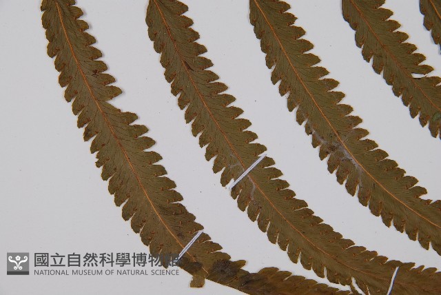 邊緣鱗蓋蕨藏品圖，第4張