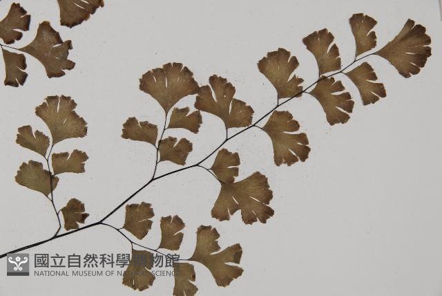 鐵線蕨藏品圖，第4張