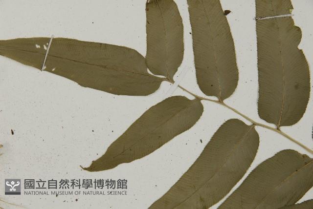 華鳳丫蕨藏品圖，第4張