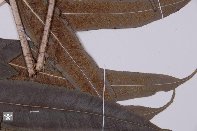 華鳳丫蕨藏品圖，第7張