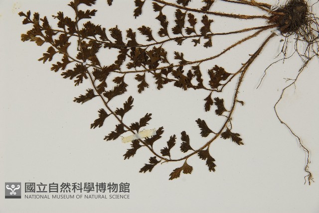骨碎補鐵角蕨藏品圖，第4張