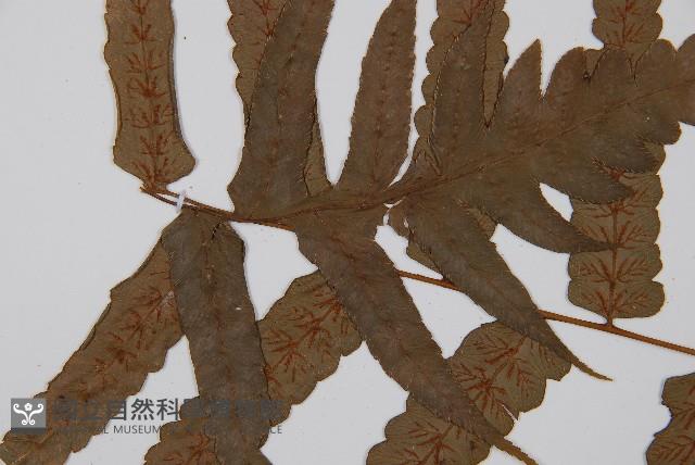 毛柄短腸蕨藏品圖，第4張